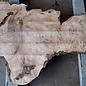 Caucasian Walnut burl, approx. 1470 x 440 x 60 mm, 13657