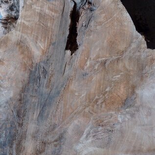Caucasian Walnut burl, approx. 1600 x 500 x 60 mm, 13656