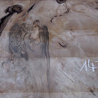 Caucasian Walnut burl, approx. 1470 x 440 x 60 mm, 13657