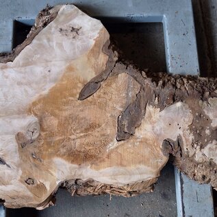 Caucasian Walnut burl, approx. 1470 x 440 x 60 mm, 13657
