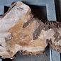 Caucasian Walnut burl, approx. 1470 x 440 x 60 mm, 13657