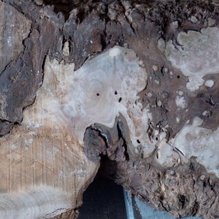 Caucasian Walnut burl, approx. 1470 x 440 x 60 mm, 13657