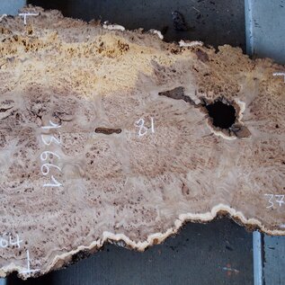 Elm burl, approx. 810 x 500 x 52 mm, 13661