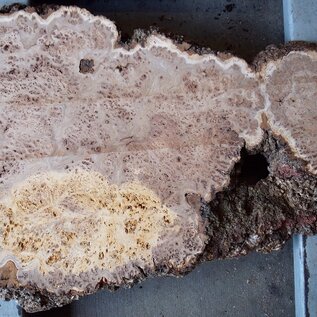Elm burl, approx. 810 x 500 x 52 mm, 13661