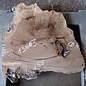 Kaukasischer Nussbaum, ca. 600 x 550 x 52 mm, 13663