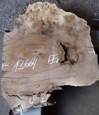 Caucasian Walnut, approx. 600 x 550 x 50 mm, 13664