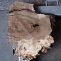 Kaukasischer Nussbaum, ca. 600 x 550 x 50 mm, 13664