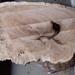 Kaukasischer Nussbaum, ca. 920 x 540 x 60 mm, 13665