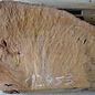 Madrona burl slab, approx. 630 x 530 x 40 mm, 12453