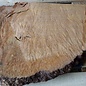 Madrona burl slab, approx. 630 x 530 x 40 mm, 12453