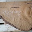 Madrona burl slab, approx. 800 x 620 x 40 mm, 12473