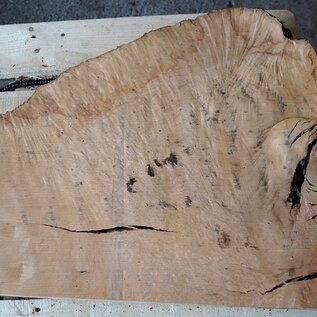 Madrona burl slab, approx. 800 x 620 x 40 mm, 12473