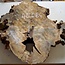Buckeye burl, approx. 800 x 700 x 52 mm, 10 kg