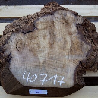 Laurel, burl slab, approx. 560 x 490 x 65 mm, 40717