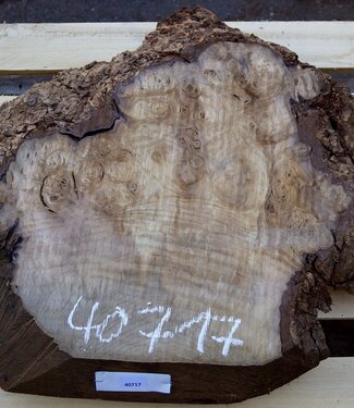 Laurel, burl slab, approx. 560 x 490 x 65 mm, 40717