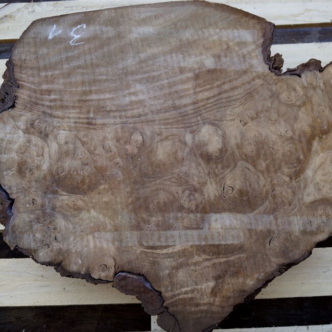 Laurel, Maserplatte, ca. 560 x 490 x 65 mm, 40717