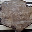 Laurel, burl slab, approx. 560 x 490 x 65 mm, 40717