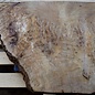 Laurel, burl slab, approx. 580 x 570 x 65 mm, 40718