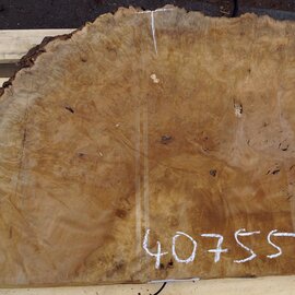 Laurel, burl slab, approx. 770 x 580 x 67 mm, 40755