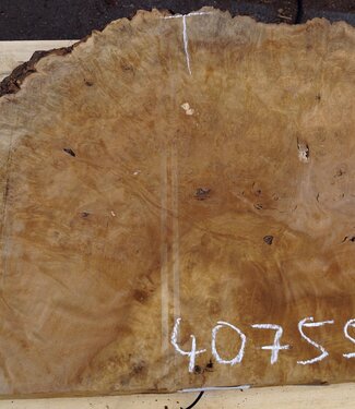 Laurel, burl slab, approx. 770 x 580 x 67 mm, 40755