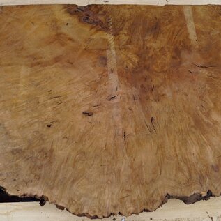 Laurel, burl slab, approx. 770 x 580 x 67 mm, 40755