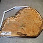 Grisard, Silberpappel, ca. 400 x 400 x 49mm