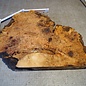 Grisard, Silberpappel, ca. 400 x 400 x 49mm