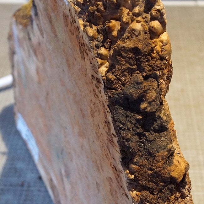 Grisard, Silver Poplar, approx. 400 x 400  x 49mm