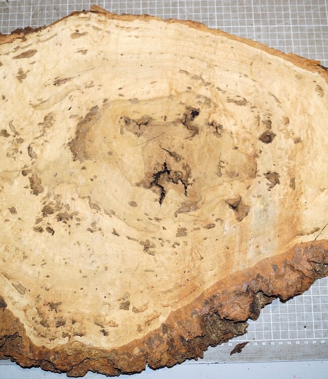 Oak Burl, approx. 610 x 420 x 32mm, 31323