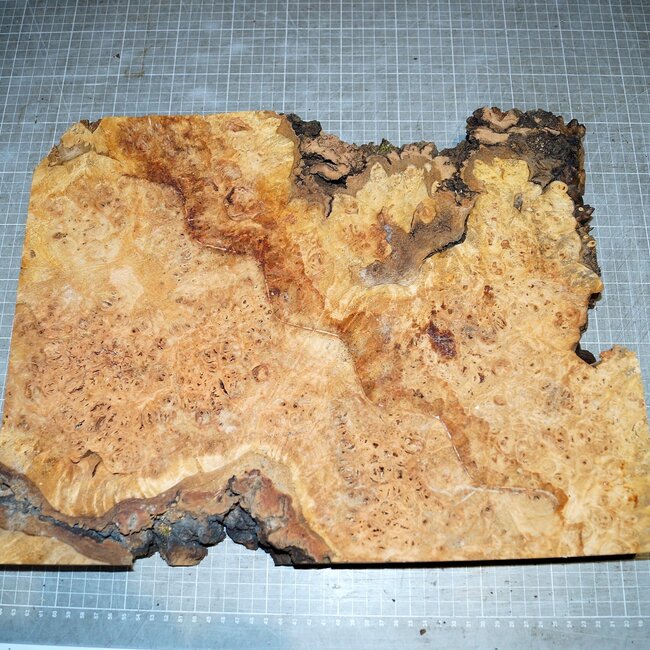 Grisard, Silberpappel, ca. 440 x 340 x 48mm, 4,5kg