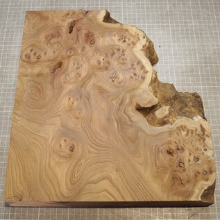 Caucasian Elm burl, approx. 333-235 x 370 x 60mm, 3,84kg