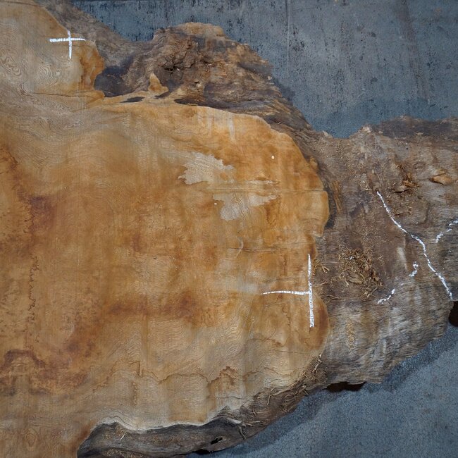 Sapeli Mahogany pommelé, approx. 2000 x 1350 x 40 mm, 13673