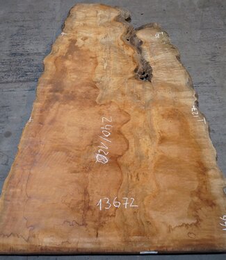 Sapeli Mahagoni pommelé, ca. 2400 x 1200 x 1010 x 40 mm, 13672