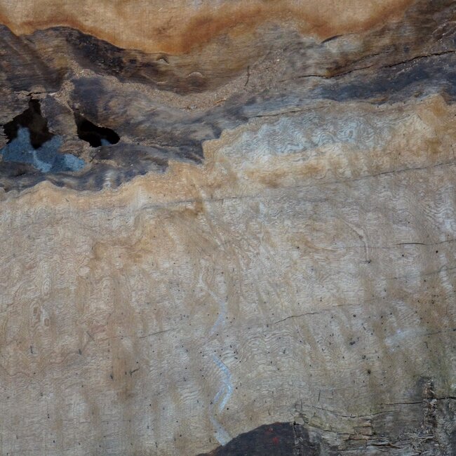 Sapeli Mahagoni pommelé, ca. 2400 x 1200 x 1010 x 40 mm, 13672