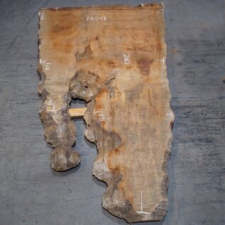 Sapeli Mahagoni pommelé, ca. 2400/1490 x 1240 x 40 mm, 13671