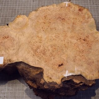 Grisard , Silberpappel, ca. 420 x 245 x 25-70mm, 2,24kg