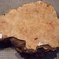 Grisard , Silberpappel, ca. 420 x 245 x 25-70mm, 2,24kg