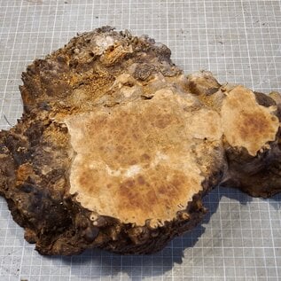 Grisard , Silberpappel, ca. 420 x 245 x 25-70mm, 2,24kg