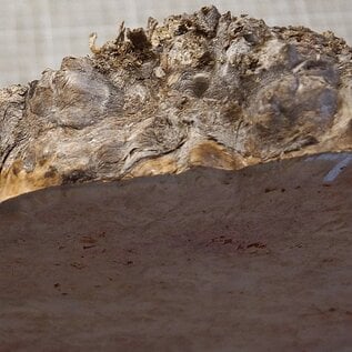 Grisard , Silberpappel, ca. 420 x 245 x 25-70mm, 2,24kg