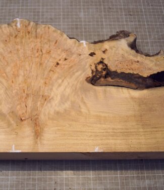 Grisard , Silberpappel, ca. 440 x 220-280 x 60mm, 4,14kg