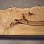 Grisard , Silberpappel, ca. 440 x 220-280 x 60mm, 4,14kg