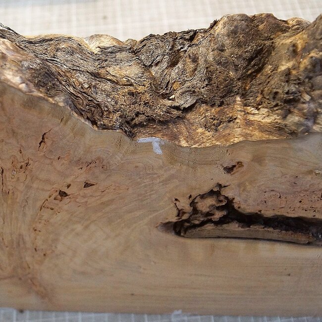 Grisard , Silberpappel, ca. 440 x 220-280 x 60mm, 4,14kg