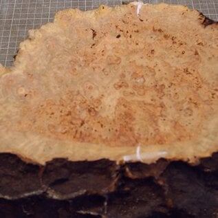 Grisard , Silberpappel, ca. 400 x 200 x 70mm, 2,58kg