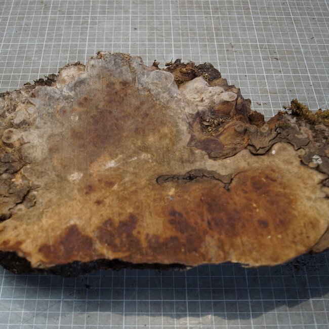 Grisard , Silberpappel, ca. 400 x 200 x 70mm, 2,58kg