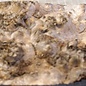 Grisard , Silberpappel, ca. 400 x 200 x 70mm, 2,58kg
