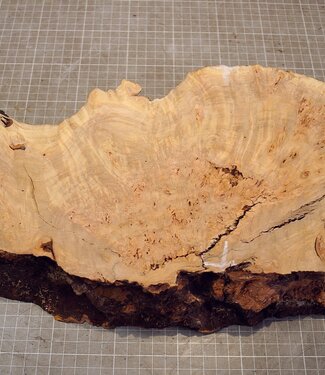 Grisard , Silberpappel, ca. 440x 200 x 62mm, 2,80kg