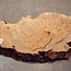 Grisard , Silberpappel, ca. 440x 200 x 62mm, 2,80kg