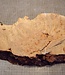 Grisard , Silberpappel, ca. 440x 200 x 62mm, 2,80kg