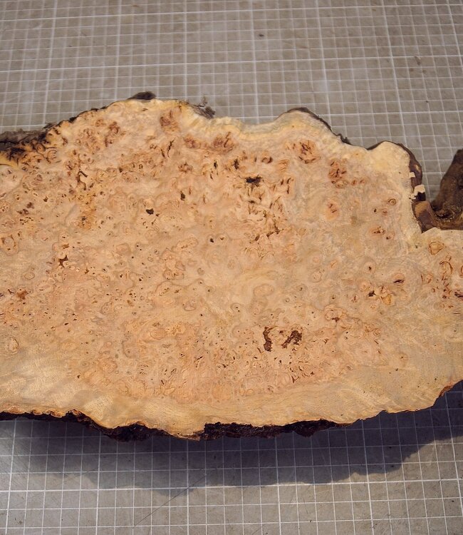 Grisard , Silberpappel, ca. 440x 200 x 62mm, 2,80kg