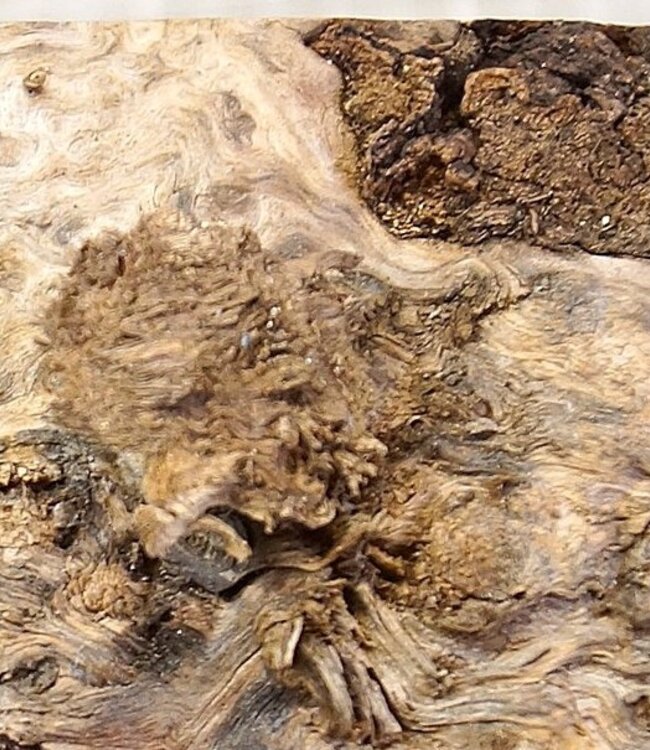 Grisard , Silberpappel, ca. 440x 200 x 62mm, 2,80kg